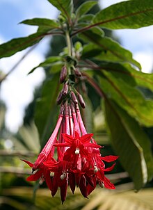 Fuchsia boliviana IMG 1985.JPG