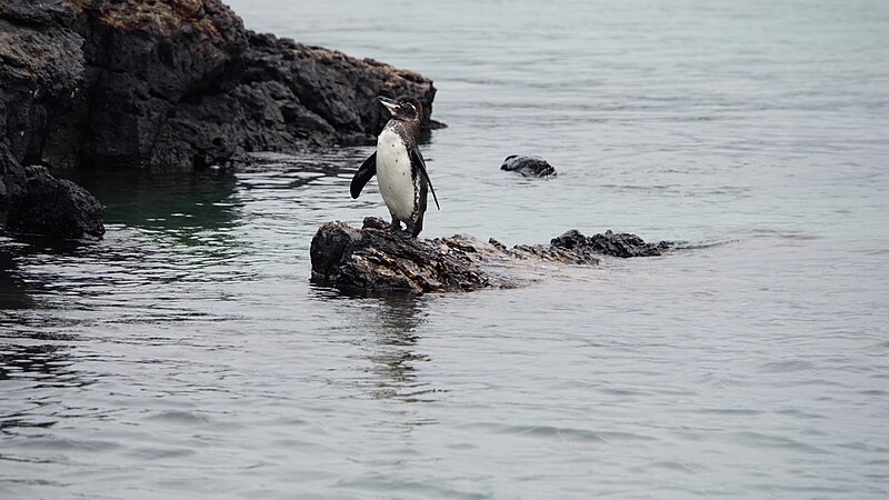 File:Galapagos Penguin.jpg