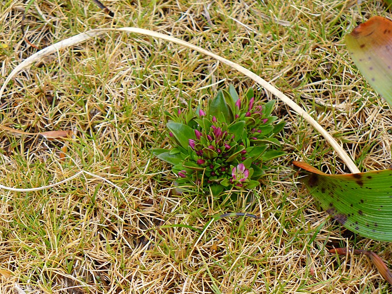 File:Gentianella antarctica.jpg