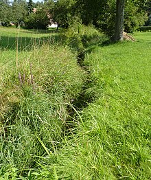 Grundwasser Oderwitz 2010-08-04 00.jpg