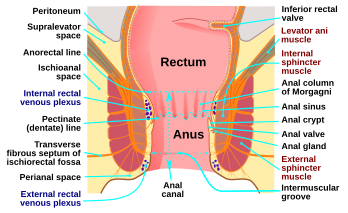 File:Human anus-en.svg