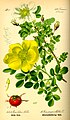 Rosa pimpinellifolia from Thomé