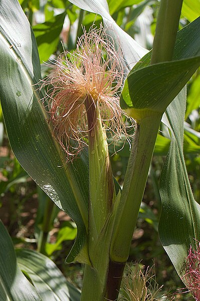 Файл:Maiskolben auf dem Feld.jpg