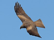 Milvus migrans back(ThKraft).jpg