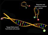 RT-PCR