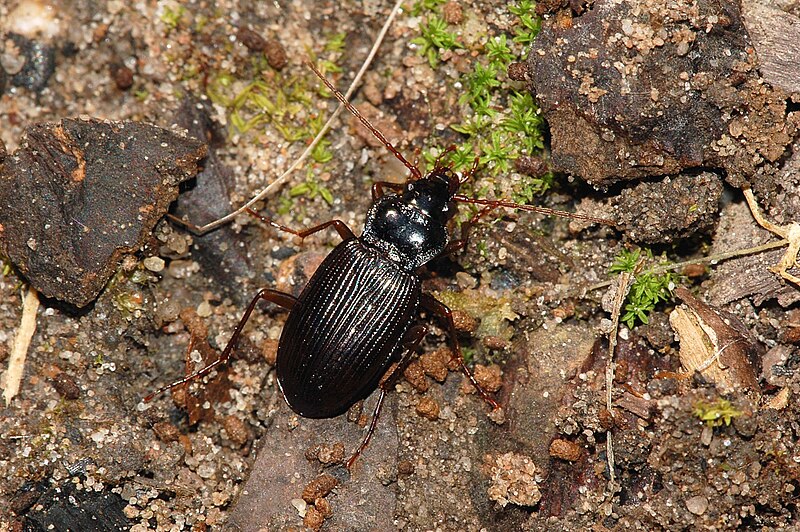 File:Nebria brevicollis fg01.jpg