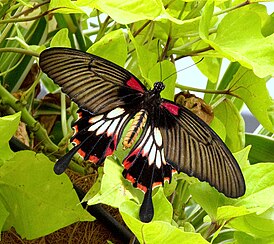 Papilio lowi