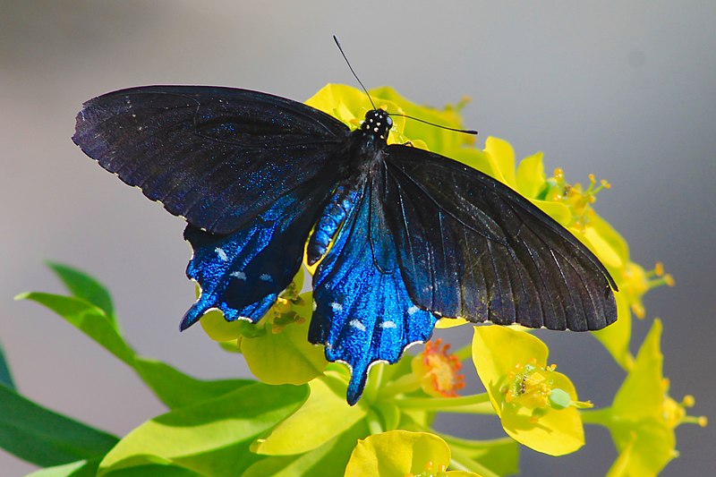 Файл:Pipevine Swallowtail (32964165740).jpg