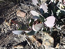 Protea recondita vynbos iNat16257464a.jpg