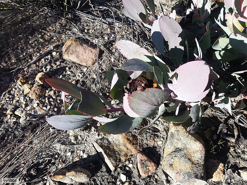 File:Protea recondita vynbos iNat16257464a.jpg