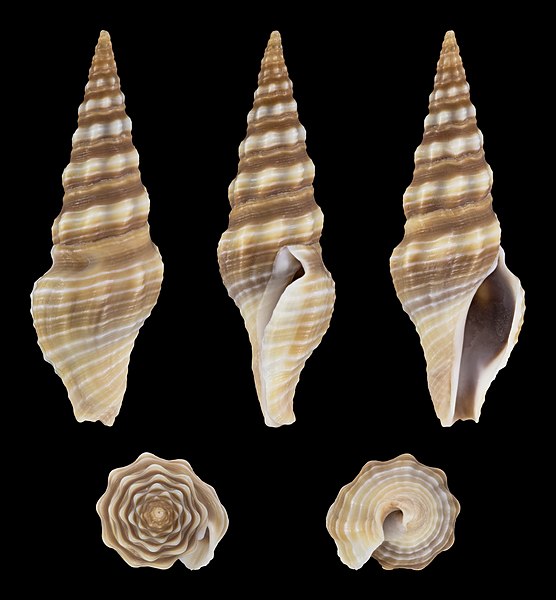 File:Ptychobela vexillium 01.jpg