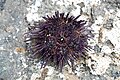 The purple sea urchin