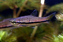 Rasbora einthovenii.jpg