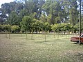 Árboles plantados en el complejo polideportivo.