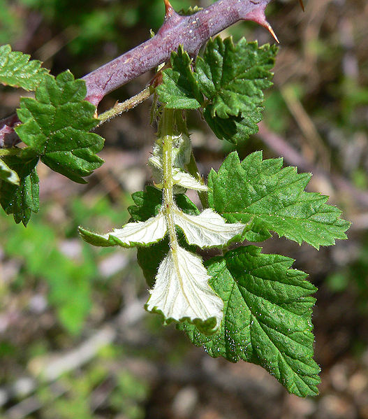 Archivo:Rubus leucodermis 3.jpg