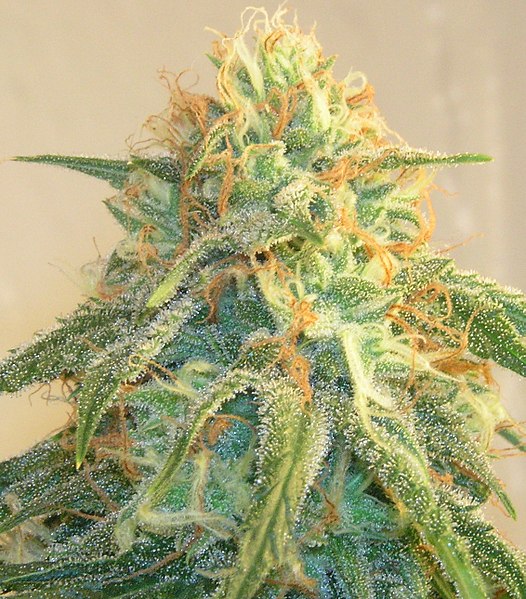 File:Sativa.jpg