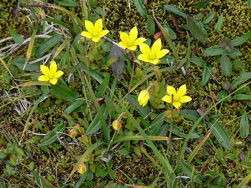 Файл:Skaftafell - Gelbe Blüten.jpg