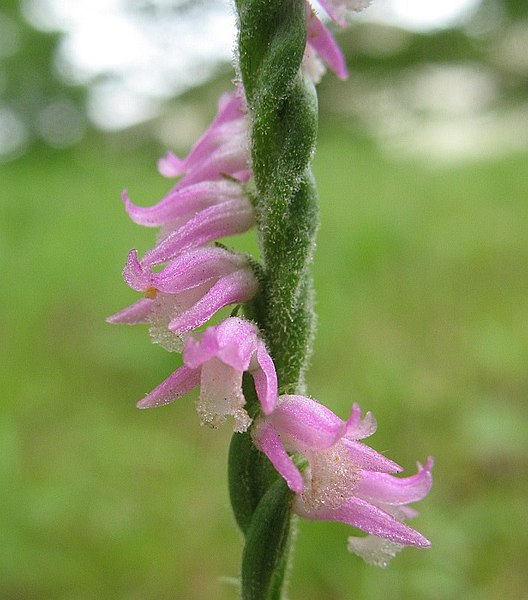 File:Spiranthes sinensis 2.jpg