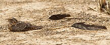 Standard-winged nightjar