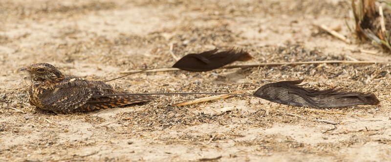 File:Standard-winged Nightjar 1 (cropped).jpg