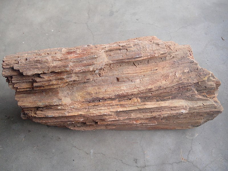 File:Thiruvakkarai wood fossil image.jpg