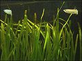 Vallisneria gigantea in a tropical fish tank (with freshwater halfbeaks, Nomorhamphus liemi)