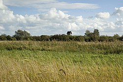 Wicken Fen