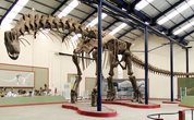 Reconstructed Argentinosaurus skeleton