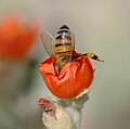 Honeybee in a Sphaeralcea flower. Mesa, Az