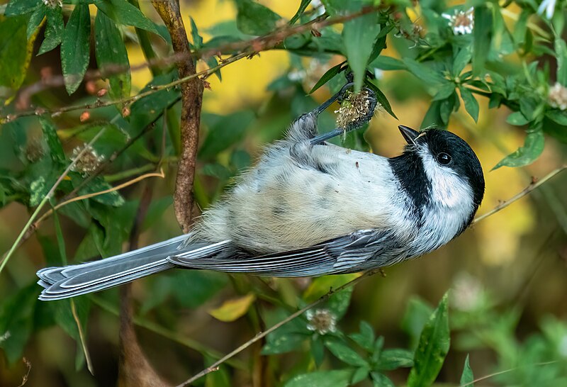 File:Black-capped chickadee (41417).jpg