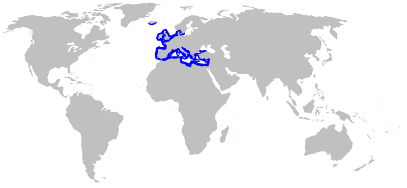 File:Buglossidium luteum rangemap.png