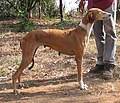 Mudhol Hound