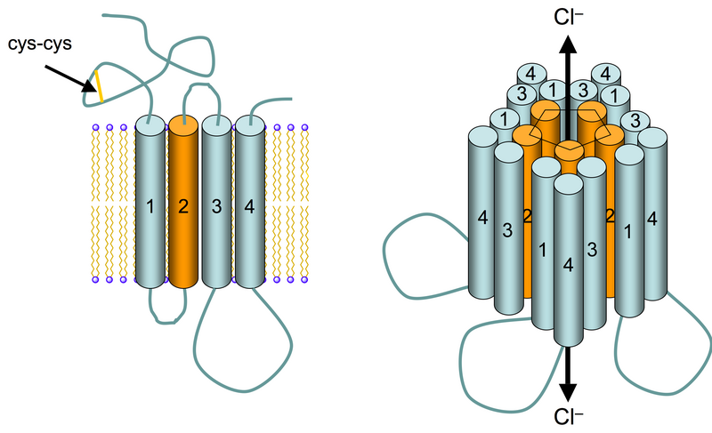 Archivo:GABAA receptor schematic.png