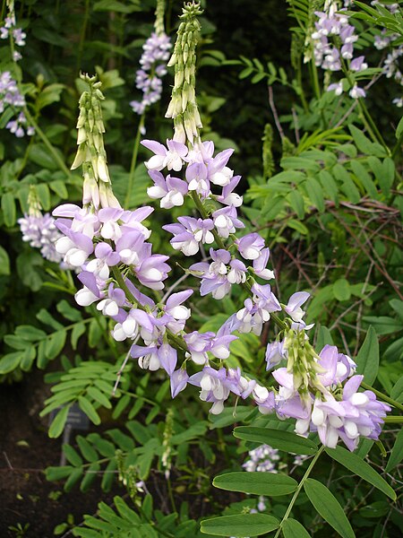 File:Galega officinalis1UME.jpg