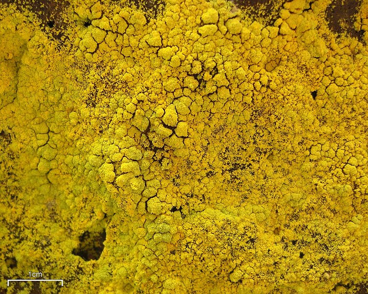 Файл:Gold Dust Lichen (3816260916).jpg