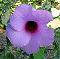 Hibiscus furcellatus