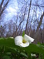 White Trillium, Trillium grandiflorum