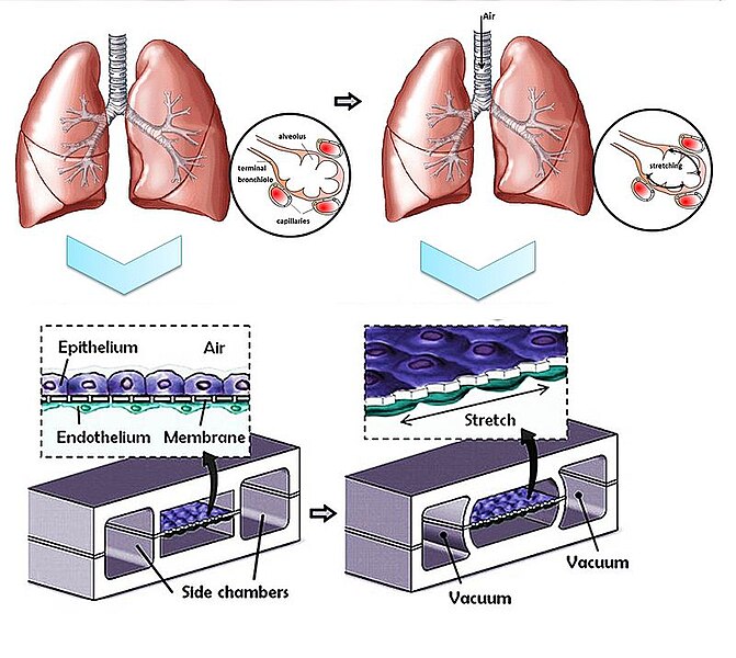 File:Lung on the chip.jpg