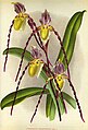 Paphiopedilum philippinense