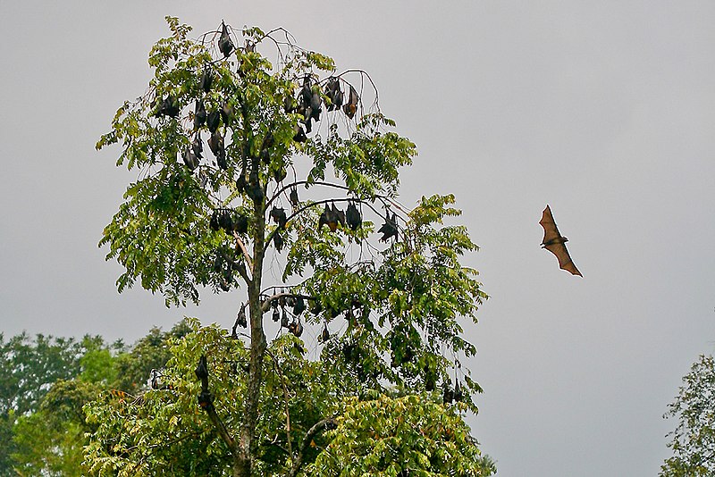 File:Pteropus Vampyrus trees.jpg