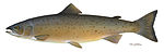 Atlantic salmon