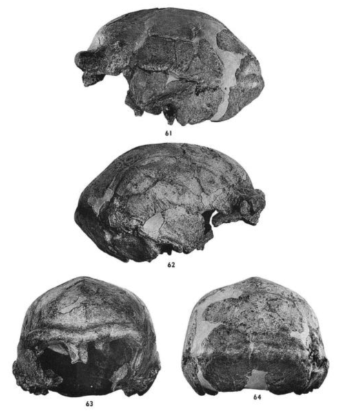 File:Sinanthropus Skull XI.png