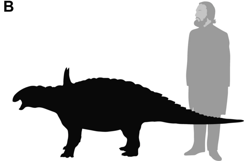 File:Struthiosaurus austriacus size.png