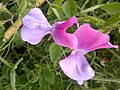 Sweet Pea in Pakistan