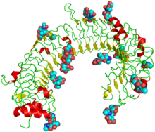 TLR3 structure.png