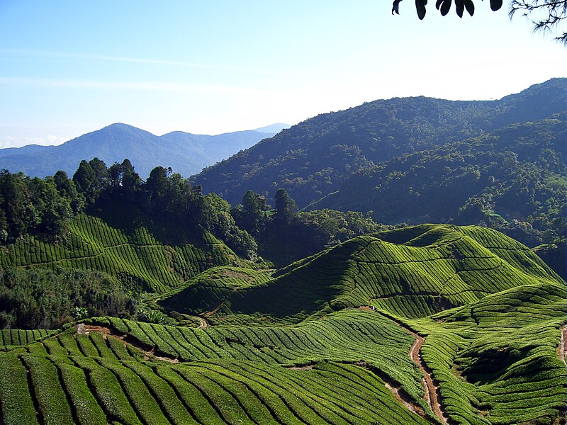 File:Tea fields (Will Ellis).jpg