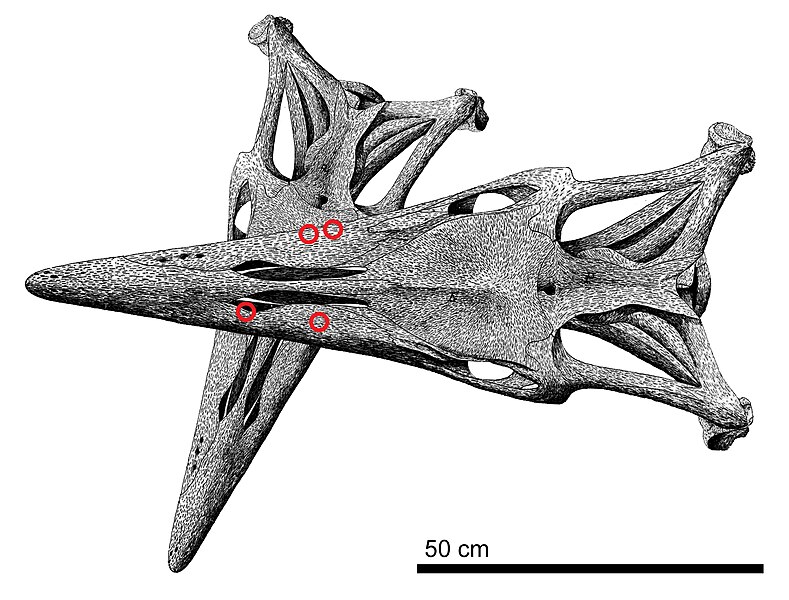 File:Tylosaurus attack diagram.jpg