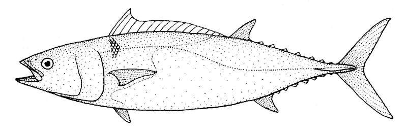 Archivo:Allothunnus fallai (Slender tuna).gif