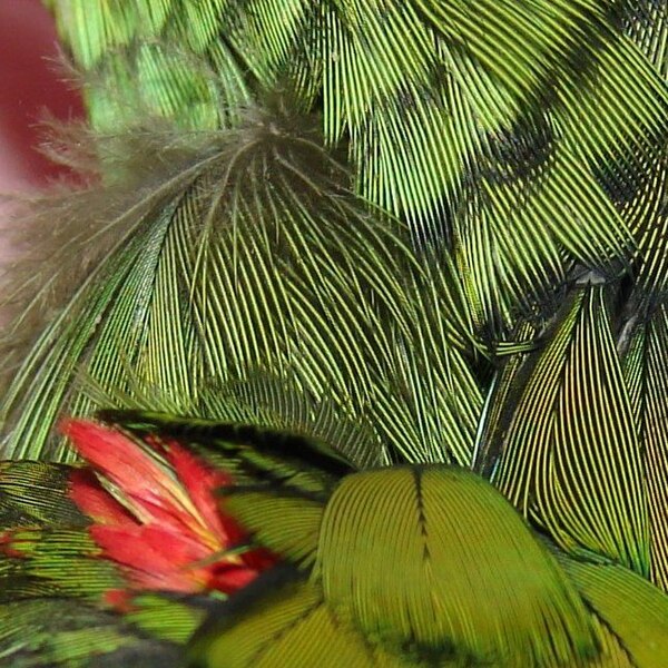 File:AmazonFeathers.jpg