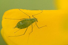 Картофельная тля Aulacorthum solani